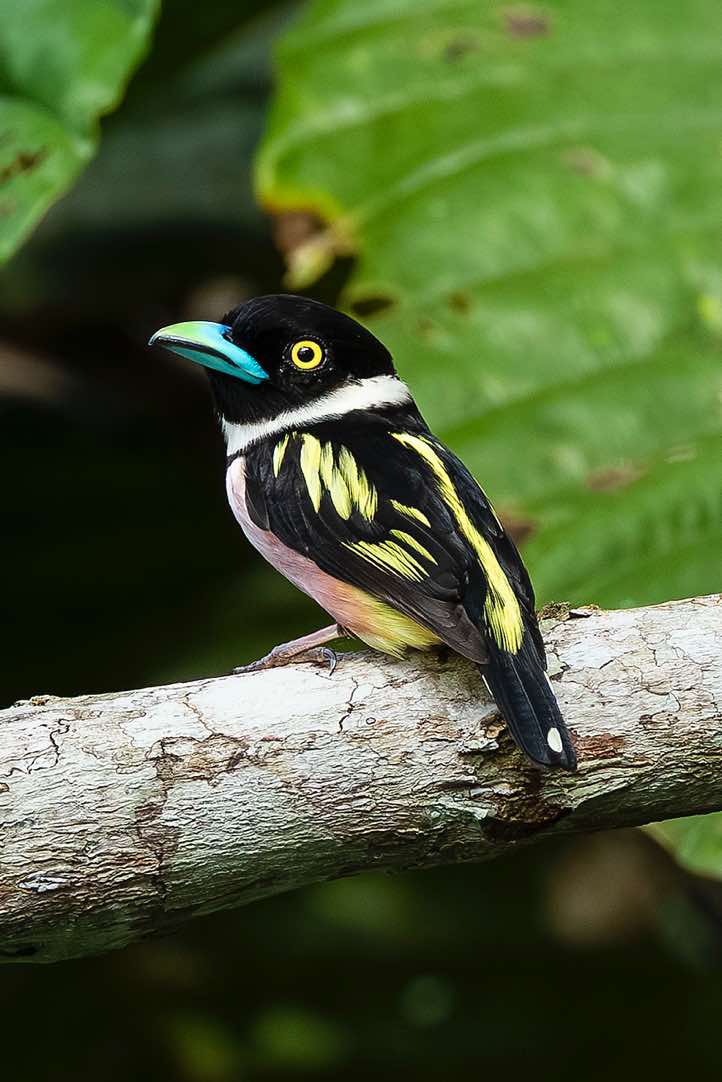 Black-and-yellow Broadbill (Eurylaimus ochromalus), Sepilok, Sabah, Borneo