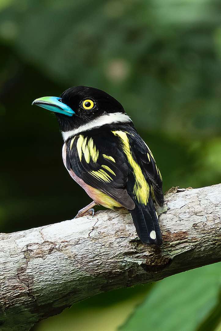 Black-and-yellow Broadbill (Eurylaimus ochromalus), Sabah, Borneo