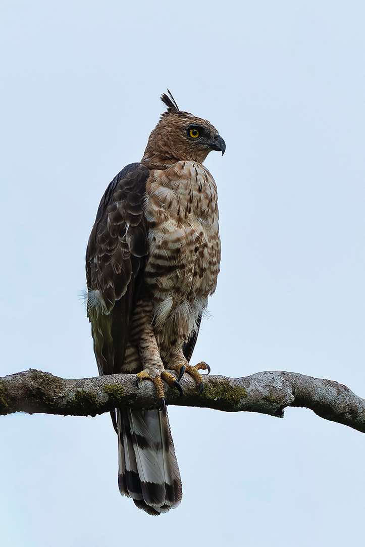 Wallace's Hawk-Eagle (Nisaetus nanus), Sabah, Borneo