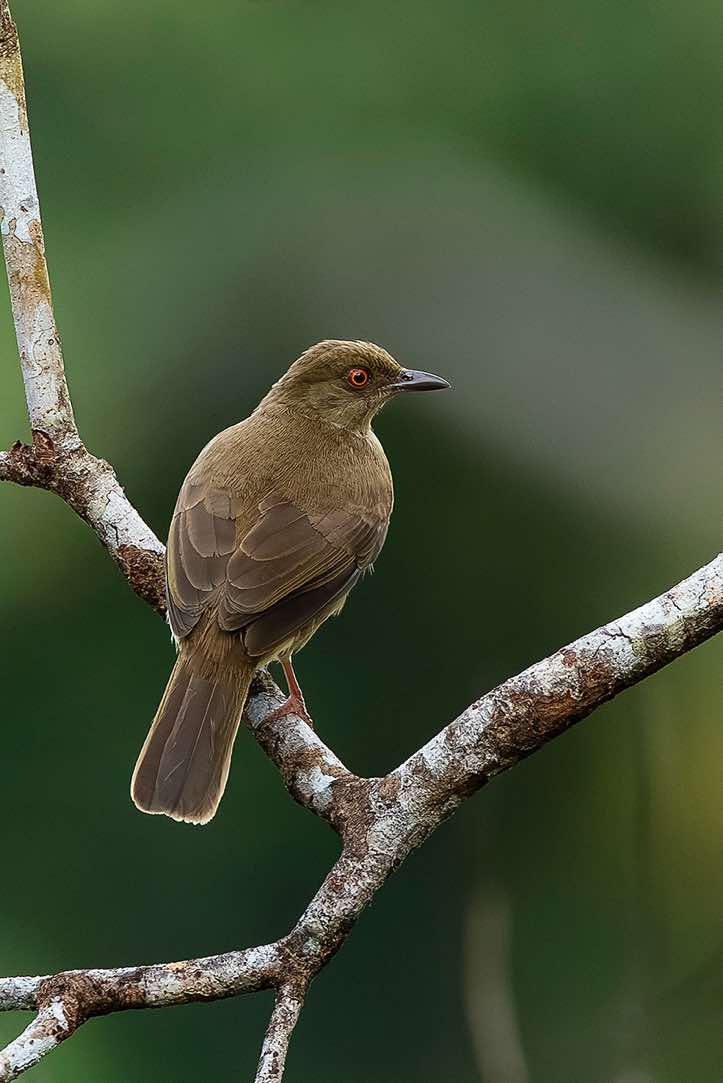 Asian red-eyed Bulbul (Pycnonotus brunneus) or Cream-vented Bulbul (Pycnonotus simplex), Kinabatangan River, Eastern Sabah, Borneo