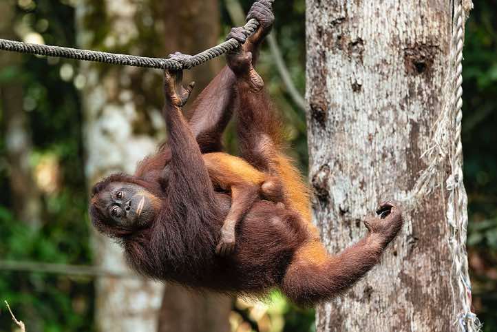 Bornean Orangutan (Pongo pygmaeus), mother with child, Sepilok Orangutan Rehabilitation Centre, Sabah, Borneo