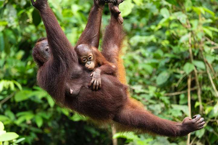 Bornean Orangutan (Pongo pygmaeus), mother with child, Sepilok Orangutan Rehabilitation Centre, Sabah, Borneo