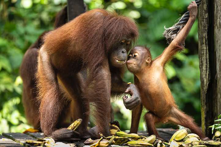 Bornean Orangutan (Pongo pygmaeus), mother with child, Sepilok Orangutan Rehabilitation Centre, Sabah, Borneo