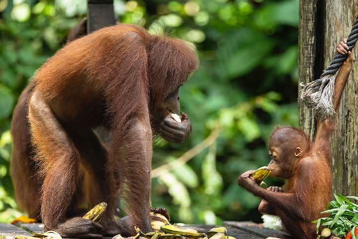 Bornean Orangutan (Pongo pygmaeus), mother with child, Sepilok Orangutan Rehabilitation Centre, Sabah, Borneo