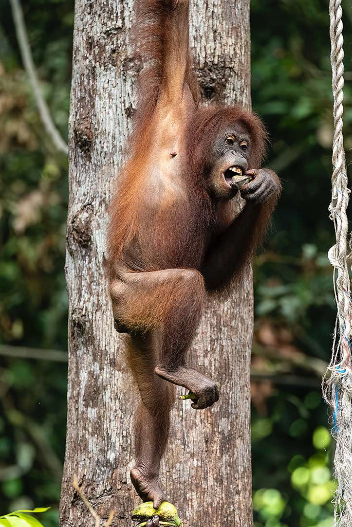 Bornean Orangutan (Pongo pygmaeus), Sepilok Orangutan Rehabilitation Centre, Sabah, Borneo