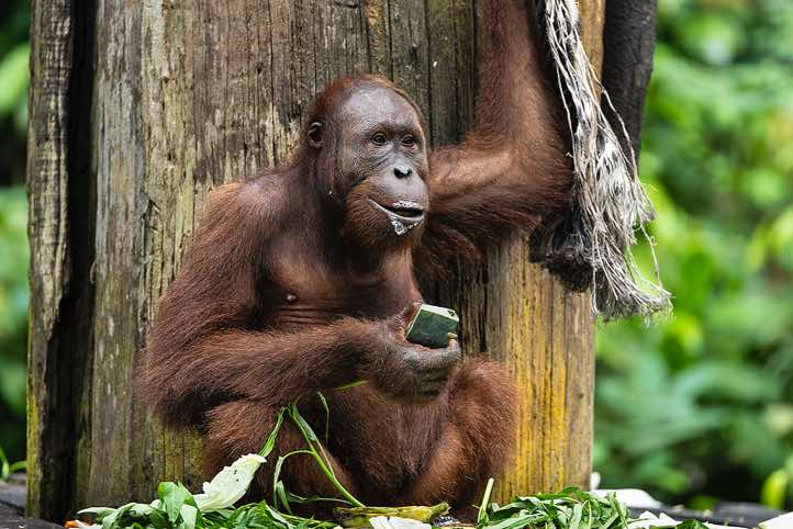 Bornean Orangutan (Pongo pygmaeus), Sepilok Orangutan Rehabilitation Centre, Sabah, Borneo