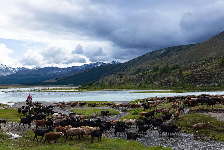 Nomad woman herding goats, Tavan Bogd National Park, Altai Mountains, Western Mongolia