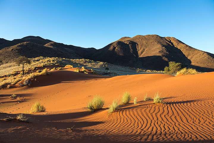The red dunes of NamibRand at sunset, NamibRand Nature Reserve, Namib Desert