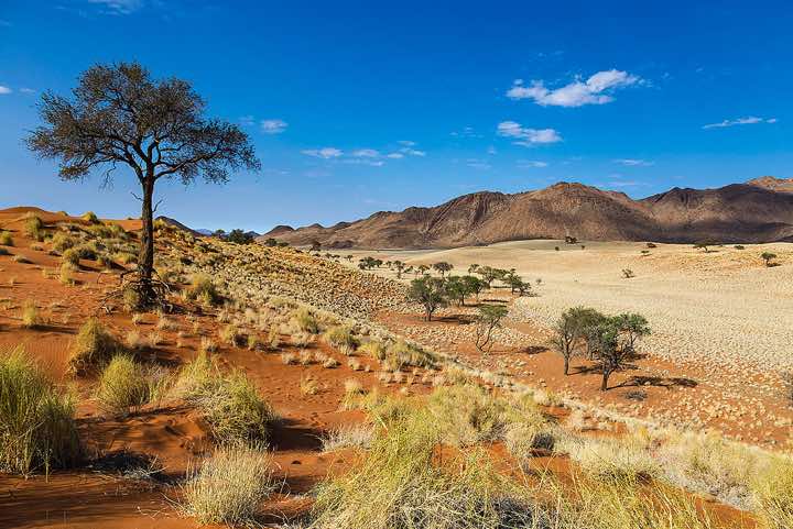 Acacia tree, NamibRand dunes, NamibRand Nature Reserve, Namib Desert
