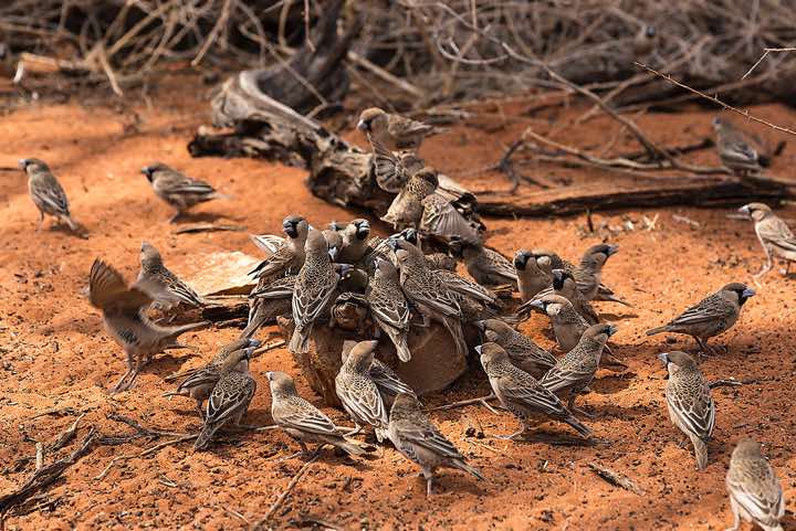 Sociable weavers (Philetairus socius), NamibRand Nature Reserve, Namib Desert