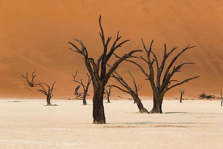 Dead tree skeletons, Dead Vlei, Sossusvlei dune field, Namib-Naukluft National Park, Namib Desert