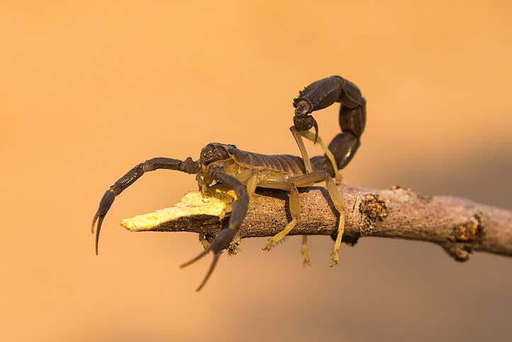 Scorpion, Sesriem campsite