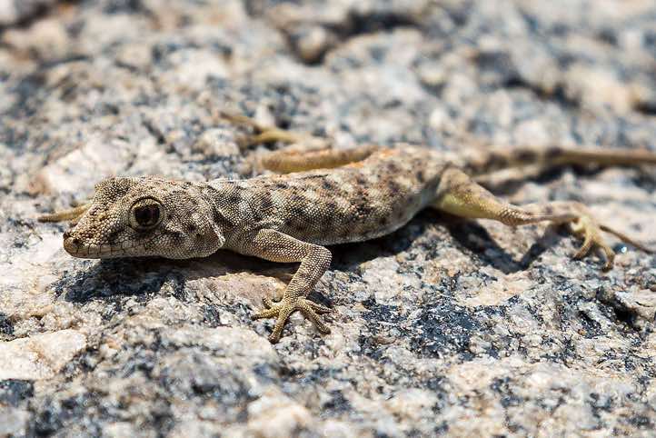 Common Namib Day Gecko (Rhoptropus afer), Namib Desert