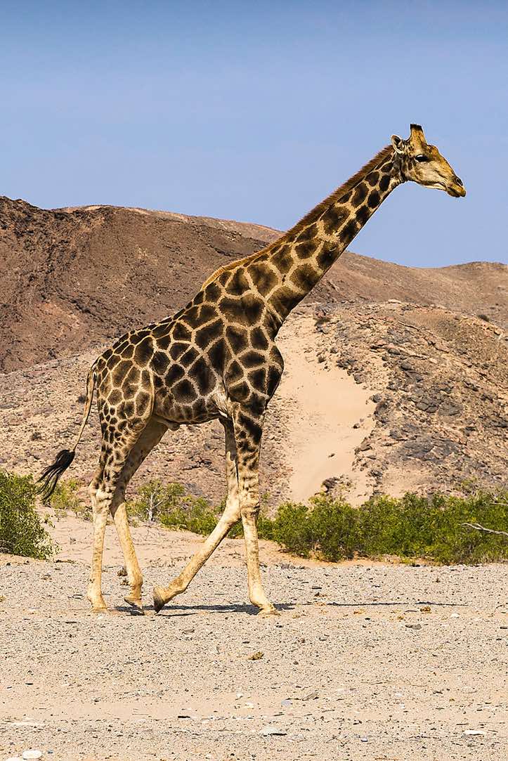 Giraffe, Hoanib riverbed, Damaraland