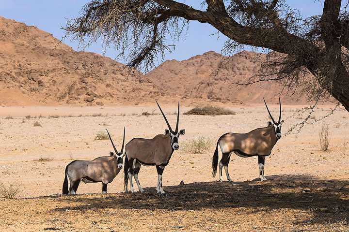Gemsbok (Oryx gazella) standing in the shade of a tree