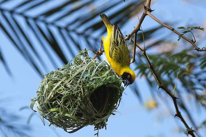 Male Masked Weaver (Ploceus velatus) working on nest, Sesfontein