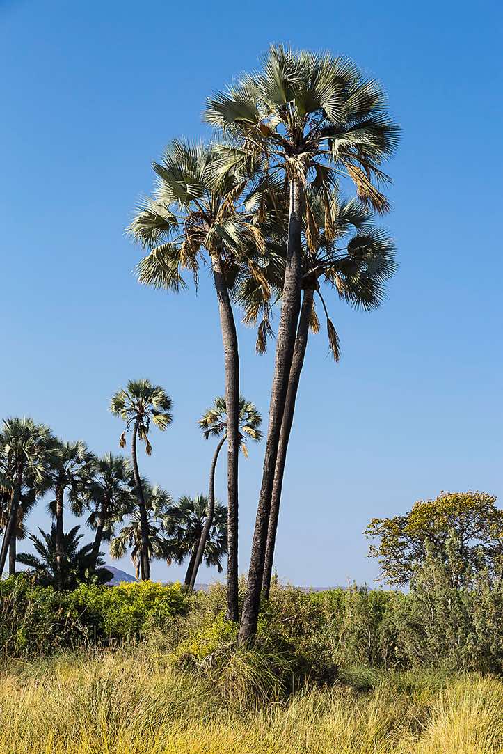 Palm trees, Palmwag oasis, Kunene Region, Damaraland