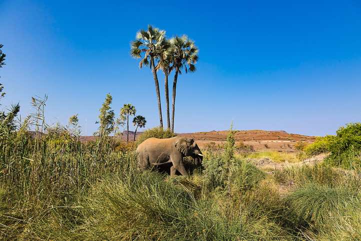 Elephant at the Palmwag oasis, Palmwag, Kunene Region, Damaraland