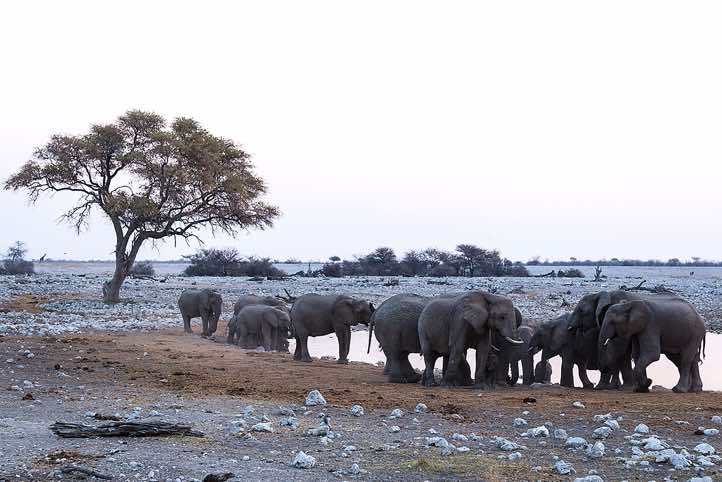 Elephants, Okaukuejo waterhole, Etosha National Park