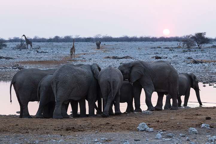 Elephants, Okaukuejo waterhole, Etosha National Park