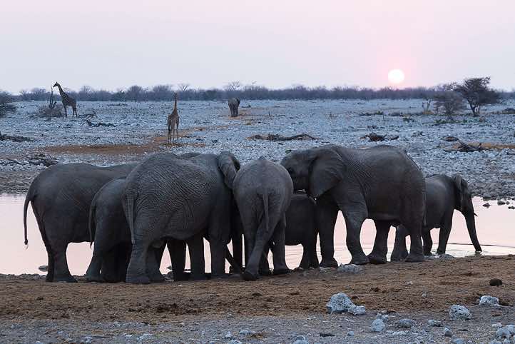 Elephants, Okaukuejo waterhole, Etosha National Park