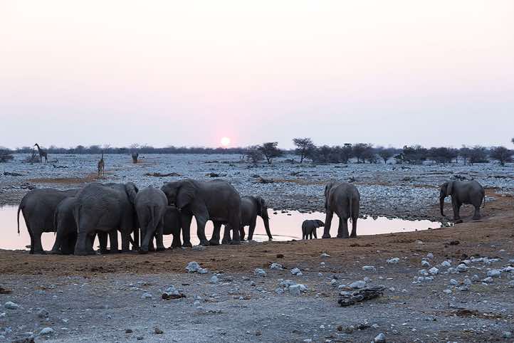 Elephants, Okaukuejo waterhole, Etosha National Park
