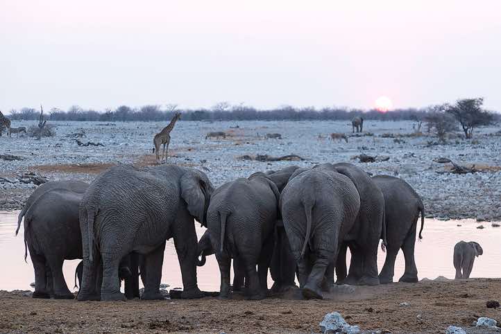 Elephants, Okaukuejo waterhole, Etosha National Park