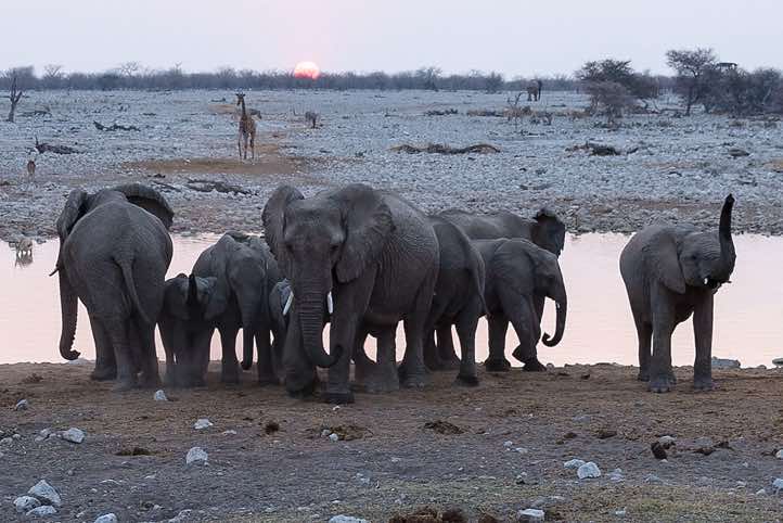 Elephants, Okaukuejo waterhole, Etosha National Park