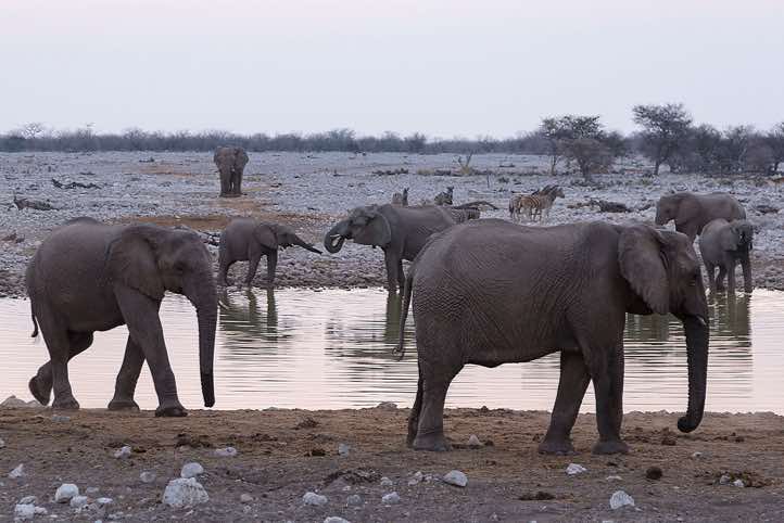 Elephants, Okaukuejo waterhole, Etosha National Park