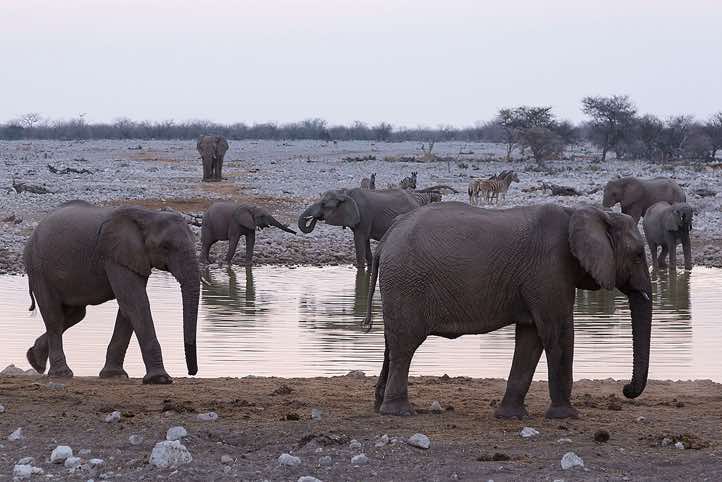 Elephants, Okaukuejo waterhole, Etosha National Park