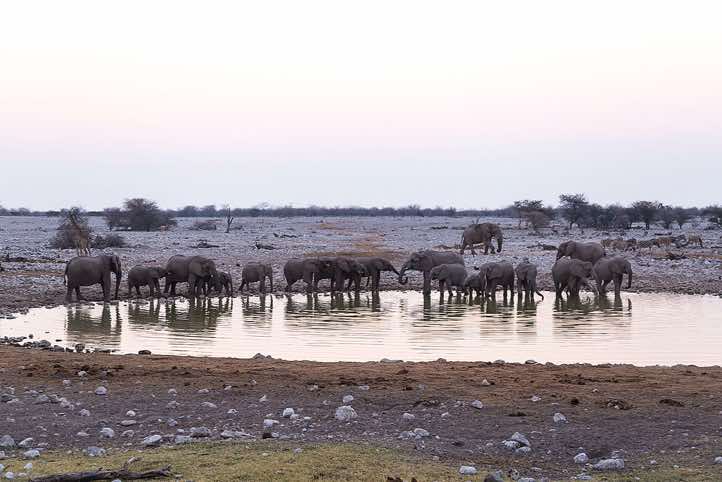 Elephants, Okaukuejo waterhole, Etosha National Park
