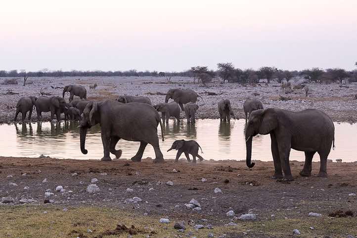 Elephants, Okaukuejo waterhole, Etosha National Park