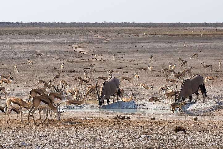 Springbok (Antidorcas marsupialis) and Gemsbok (Oryx gazella) at waterhole, Etosha National Park