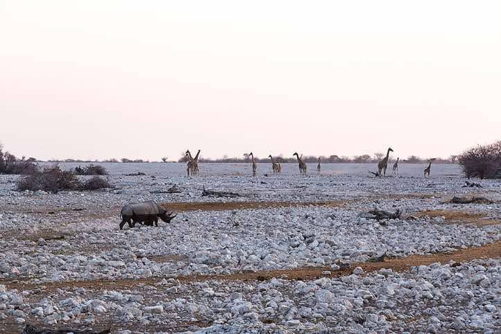 A herd of Giraffes in attendance at Okaukuejo waterhole, Etosha National Park