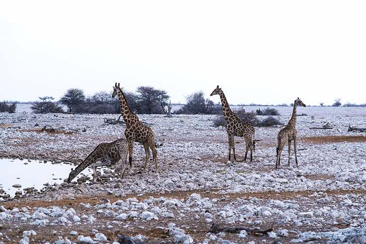 Herd of Giraffes at Okaukuejo waterhole, Etosha National Park