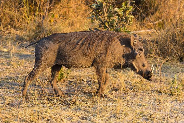 Warthog, Mudumu National Park, Caprivi Strip