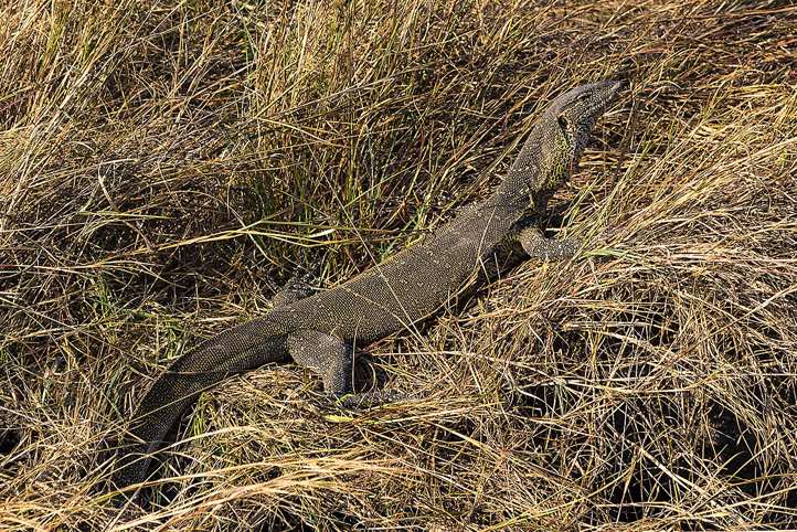 Water monitor (Varanus salvator), Mudumu National Park, Caprivi Strip