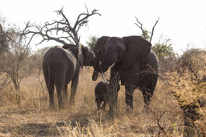 Elephants, Mudumu National Park, Caprivi Strip