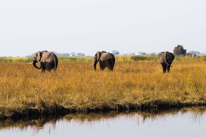 Elephants, Mudumu National Park, Caprivi Strip