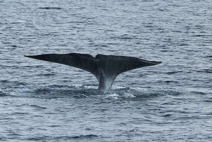 Bowhead whale (Balaena mysticetus) shows its tail fin before diving