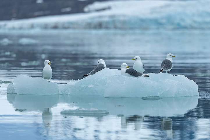Black-legged kittiwakes (Rissa tridactyla) resting on a floating chunk of ice, Lilliehöök Glacier, Krossfjorden