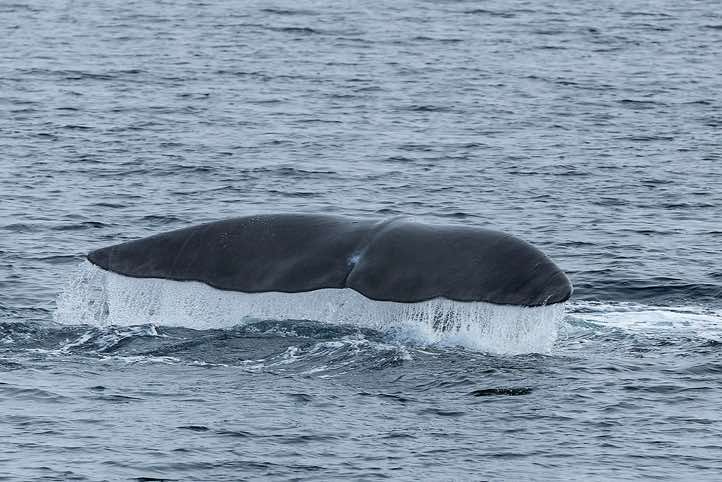 Bowhead whale (Balaena mysticetus) shows its tail fin before diving