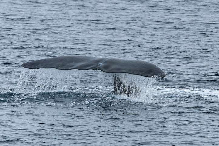 Bowhead whale (Balaena mysticetus) shows its tail fin before diving