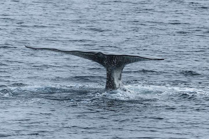 Bowhead whale (Balaena mysticetus) shows its tail fin before diving
