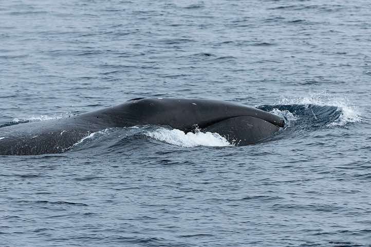 Bowhead whale (Balaena mysticetus) with its bow wave, showing the blowholes