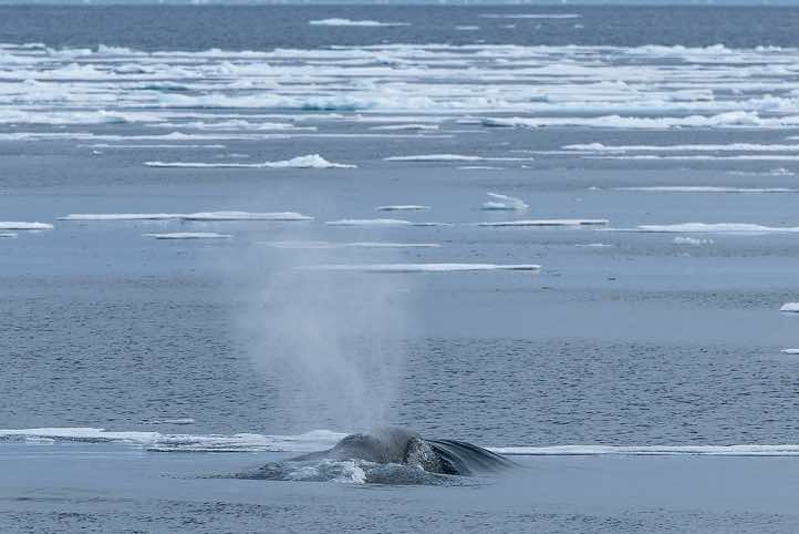 Bowhead whale with its bow wave, showing the blowholes
