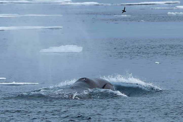 Bowhead whale with its bow wave, showing the blowholes