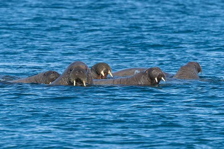 Atlantic walrus (Odobenus rosmarus) swimming in the water, Torellneset