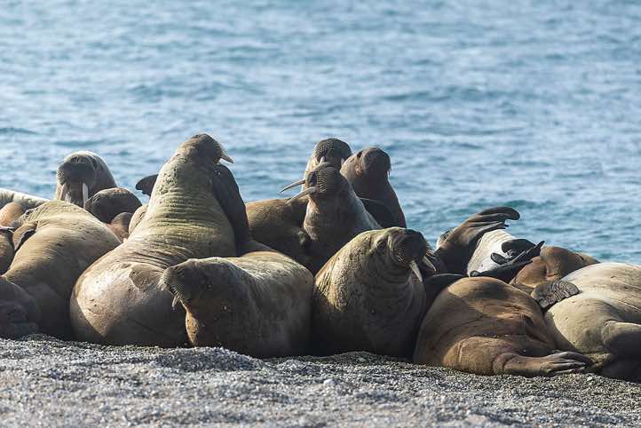 Atlantic walrus (Odobenus rosmarus), Torellneset