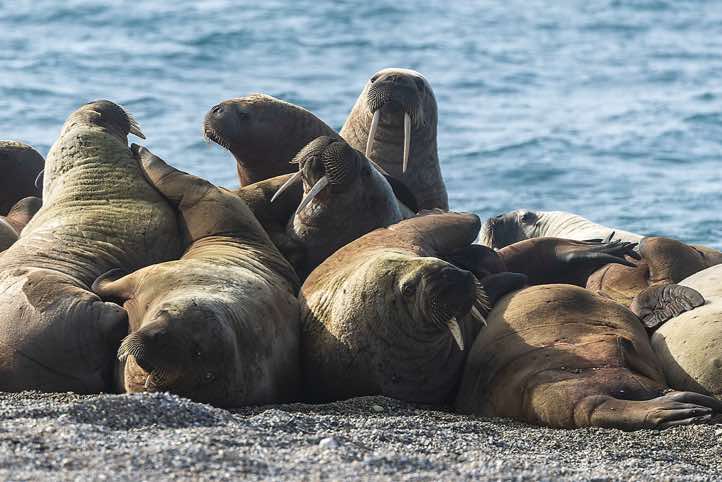 Atlantic walrus (Odobenus rosmarus), Torellneset